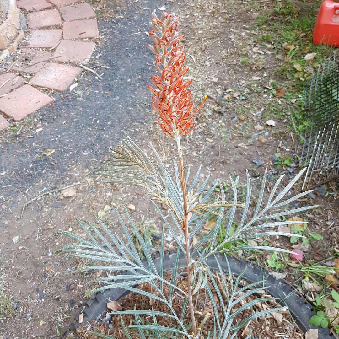 Grevillea Sunset Bronze in the GardenTags plant encyclopedia