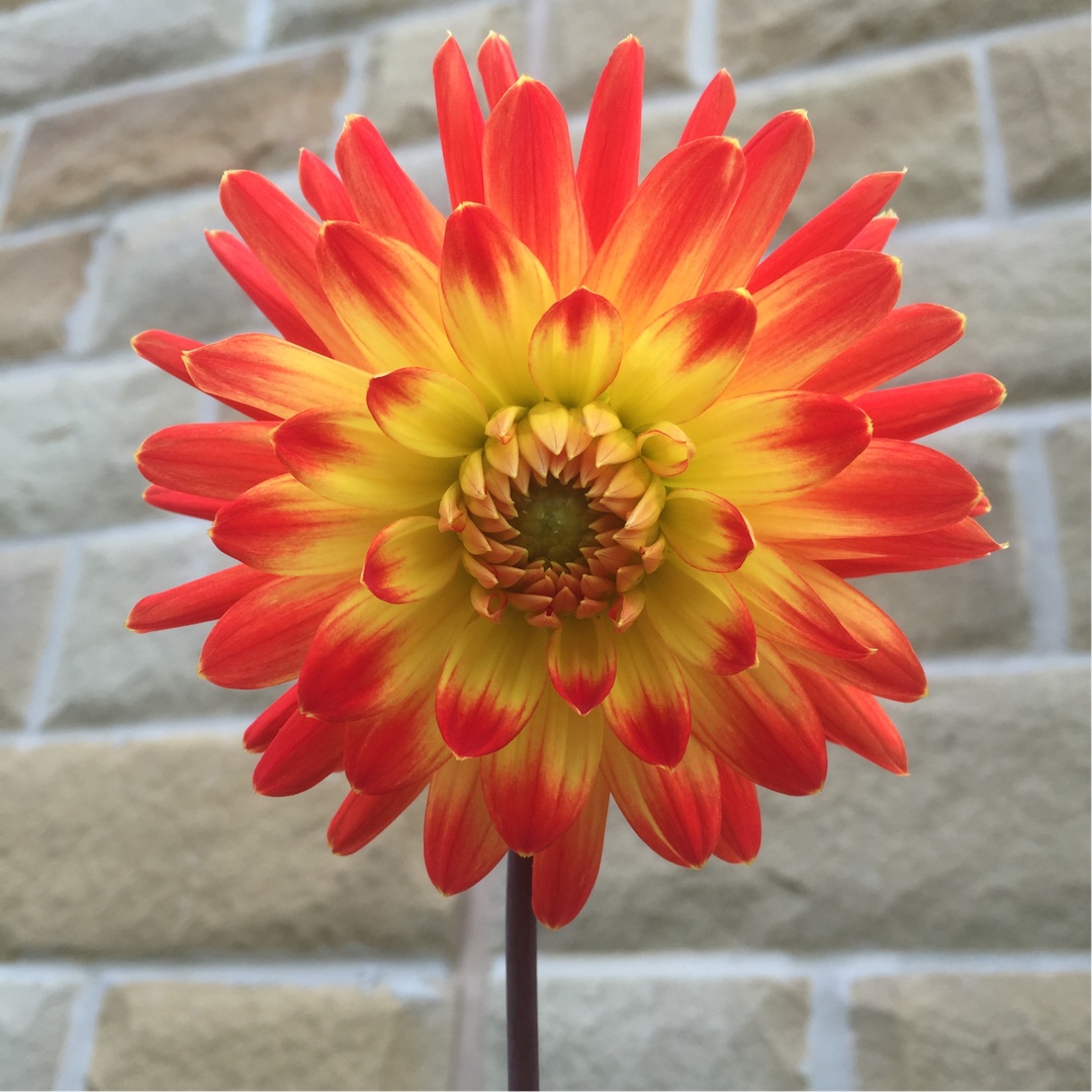 Dahlia Procyon in the GardenTags plant encyclopedia