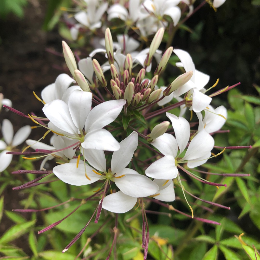 Spider flower Senorita Blanca in the GardenTags plant encyclopedia