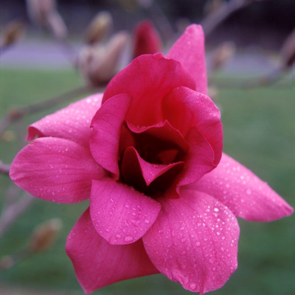 Magnolia Vulcan in the GardenTags plant encyclopedia