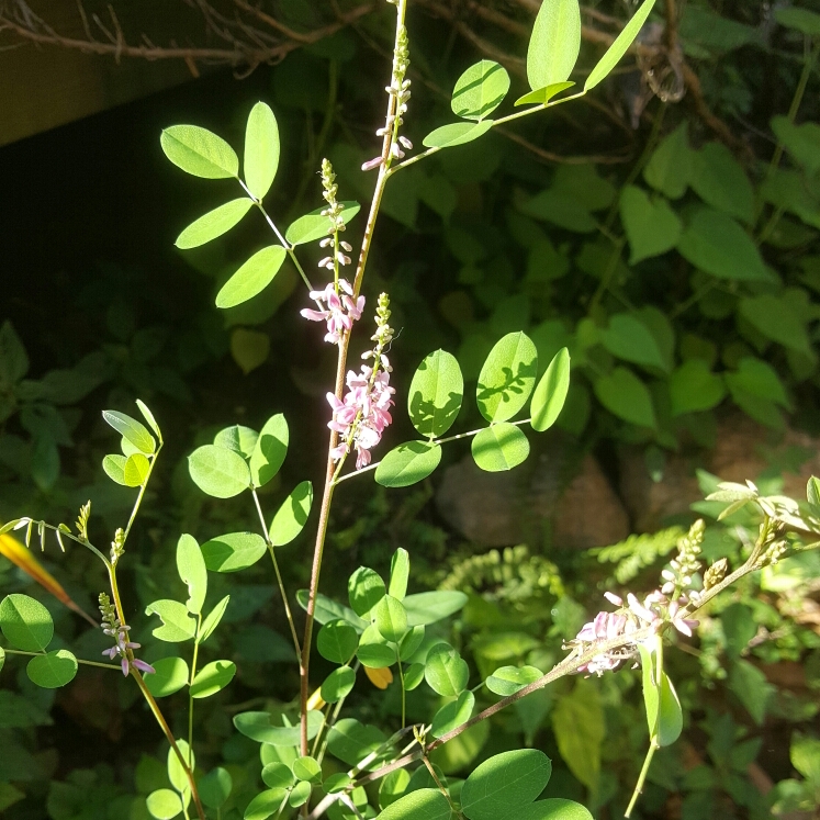 Himalayan Indigo in the GardenTags plant encyclopedia