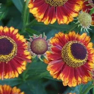 Sneezeweed Bandera (Mariachi Series) in the GardenTags plant encyclopedia