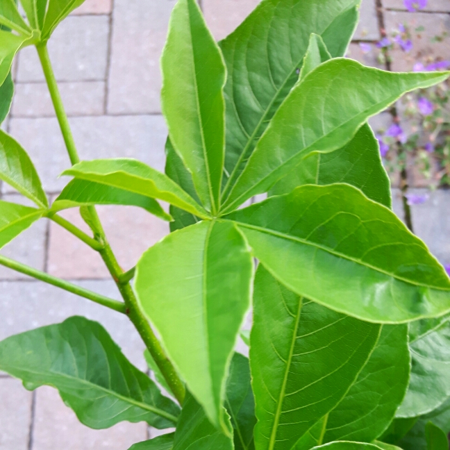 Madagascars Baobab in the GardenTags plant encyclopedia