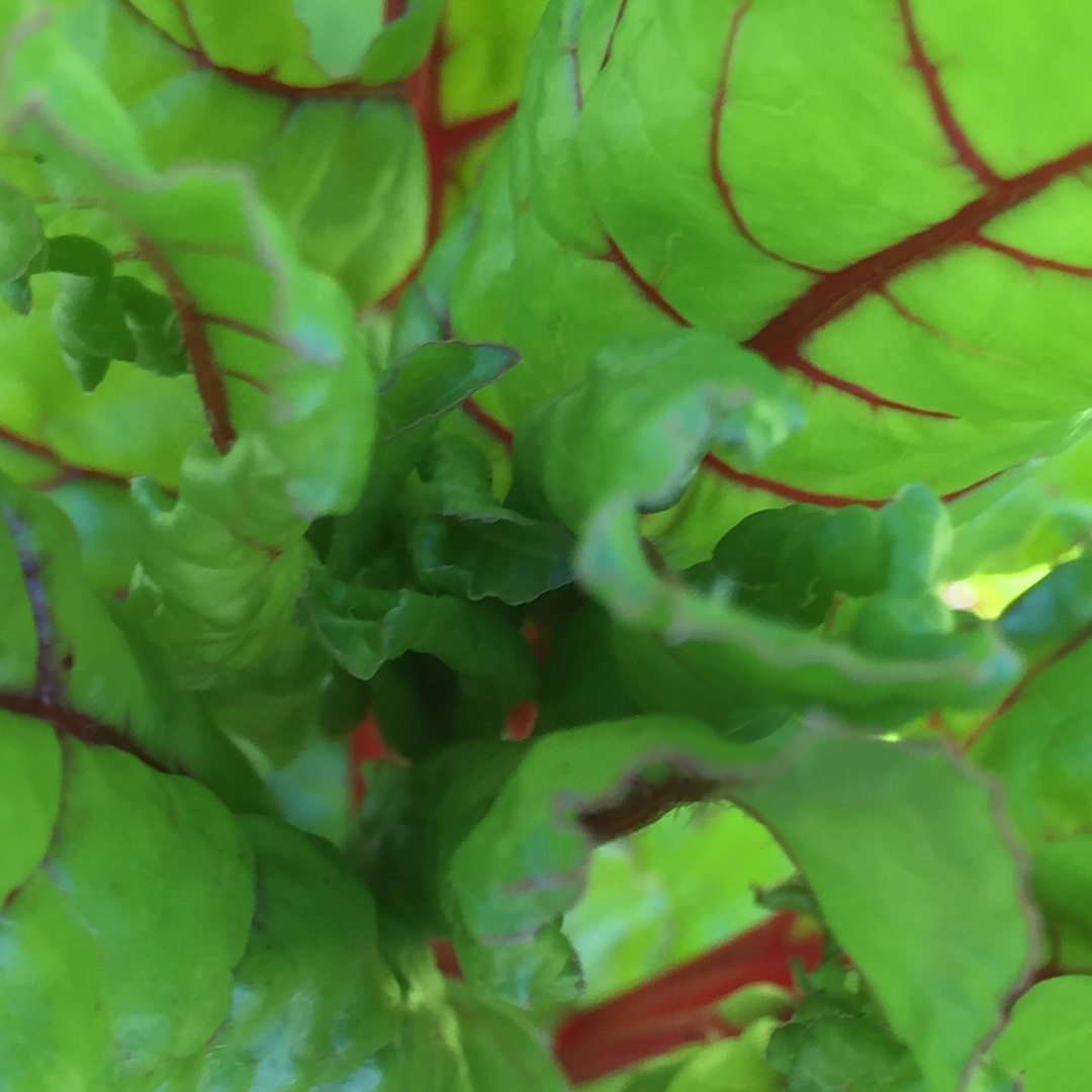 Ruby Chard in the GardenTags plant encyclopedia