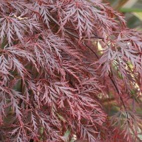 Japanese Maple Inaba-Shidare in the GardenTags plant encyclopedia