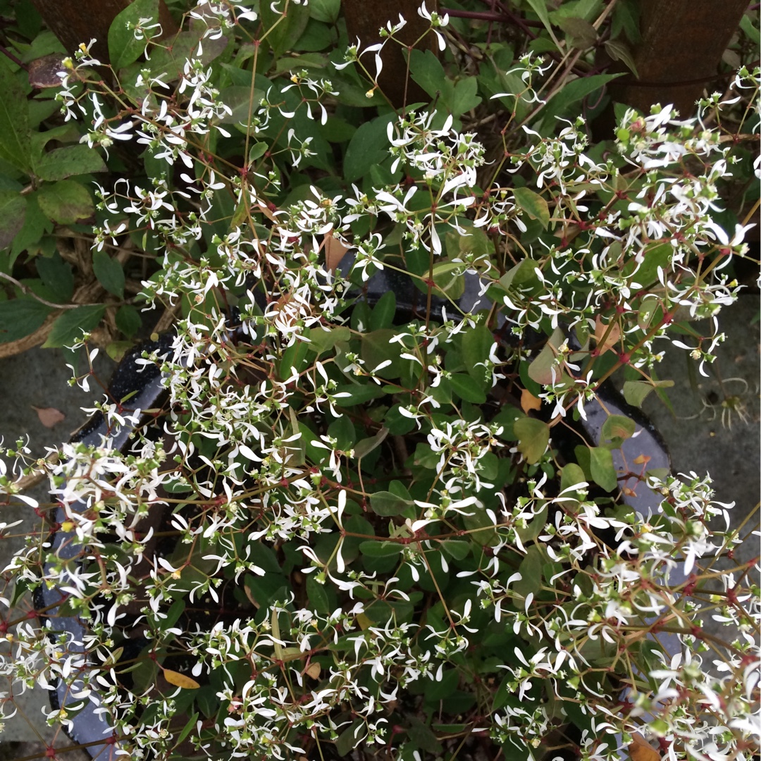 Babys-Breath Euphorbia in the GardenTags plant encyclopedia