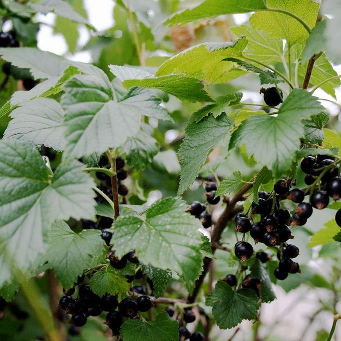 Blackcurrant Ben Connan in the GardenTags plant encyclopedia