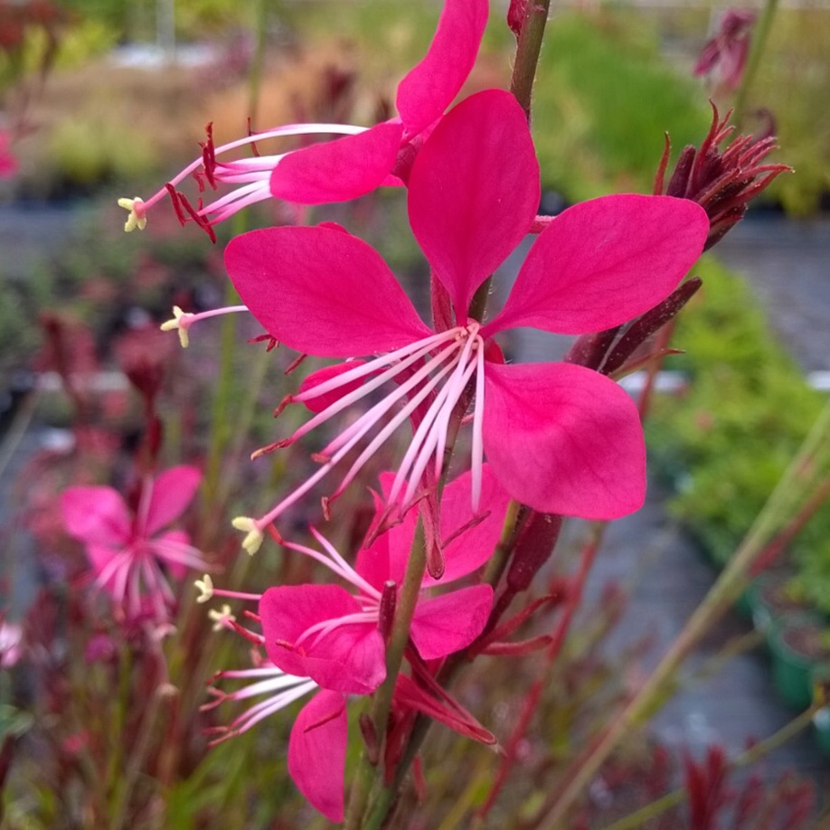 Lindheimers Beeblossom Whiskers Deep Rose in the GardenTags plant encyclopedia