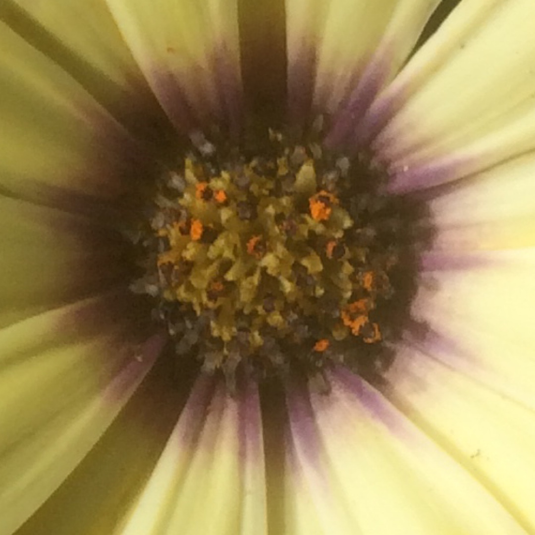 Cape Daisy Astra Yellow in the GardenTags plant encyclopedia