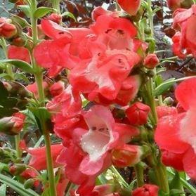 Beardtongue Ice Cream Sweet Cherry in the GardenTags plant encyclopedia