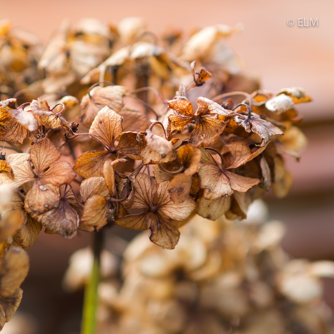 Hydrangea Mme Emile Mouillère in the GardenTags plant encyclopedia