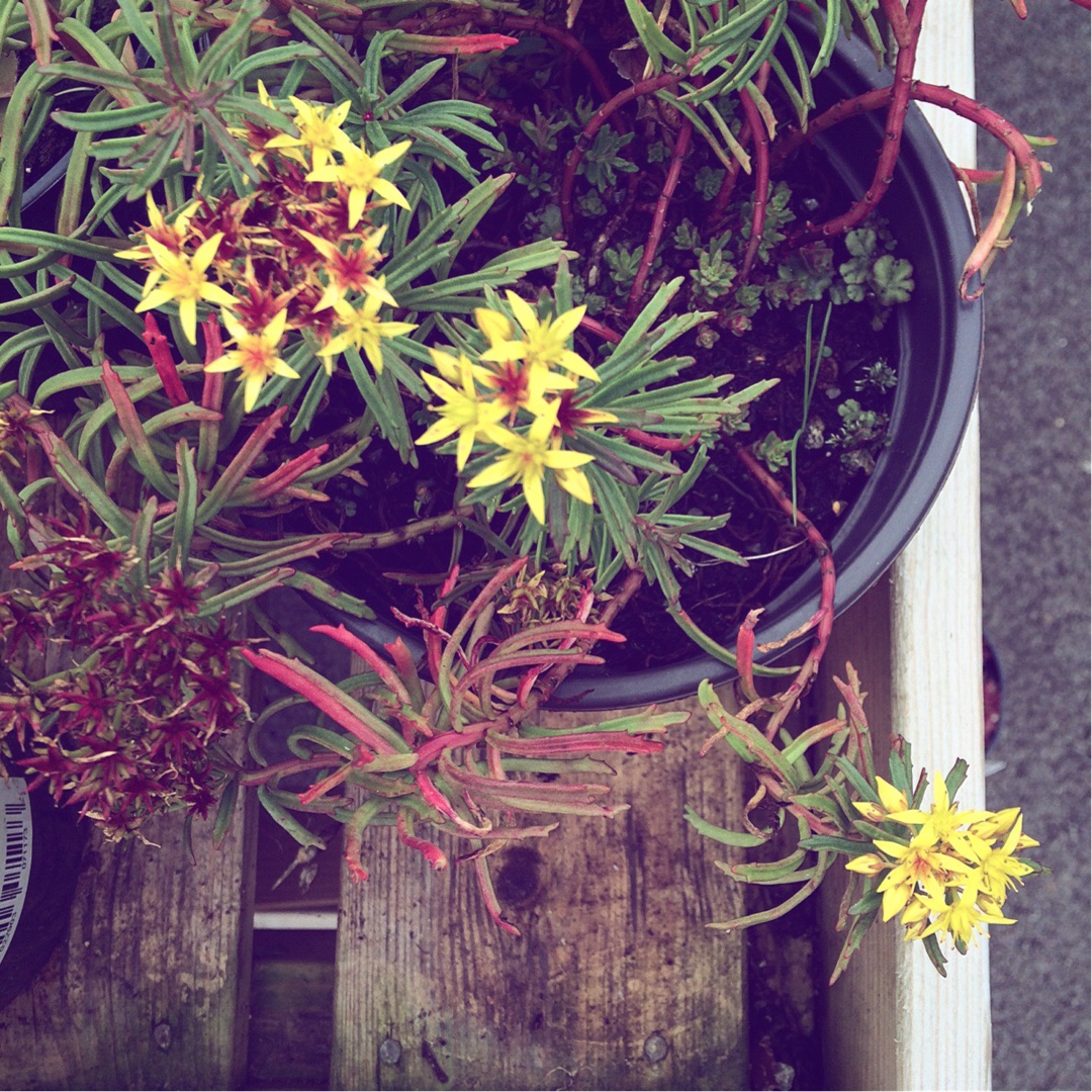 Stonecrop Middendorfianum in the GardenTags plant encyclopedia