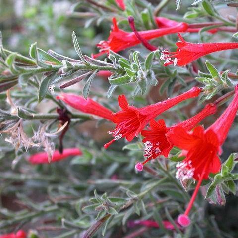 Californian Fuchsia in the GardenTags plant encyclopedia