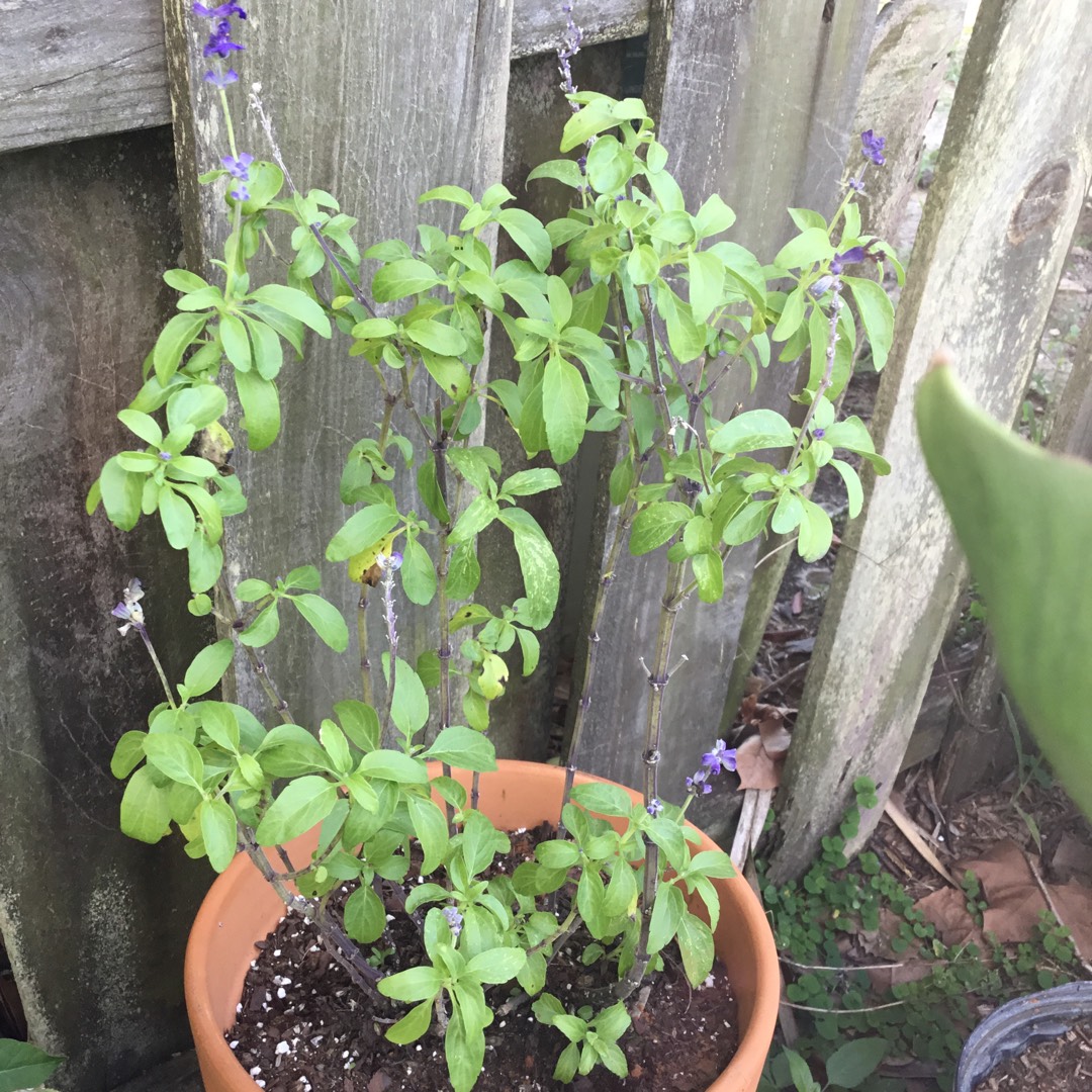 Salvia Rhea Blue in the GardenTags plant encyclopedia