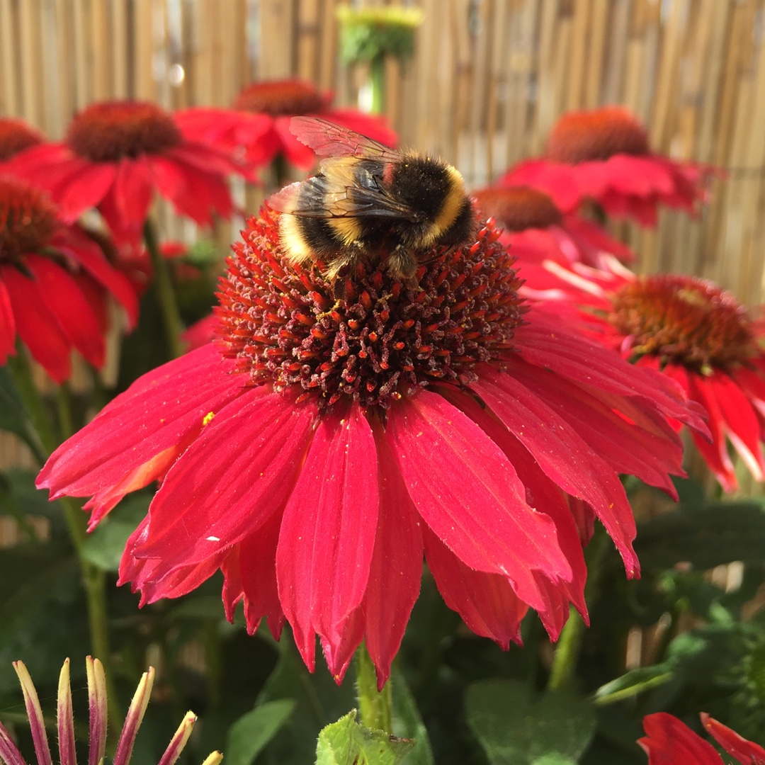 Coneflower Sombrero Salsa Red in the GardenTags plant encyclopedia