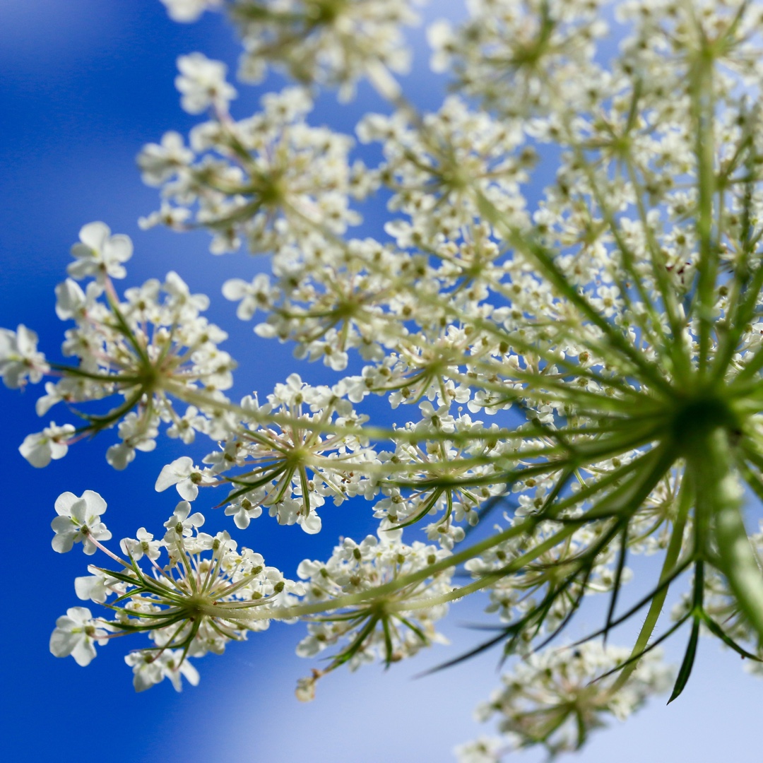 Cow Parsley in the GardenTags plant encyclopedia