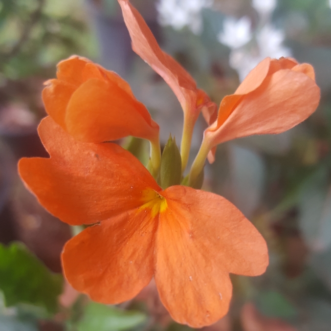 Firecracker Flower Fortuna in the GardenTags plant encyclopedia