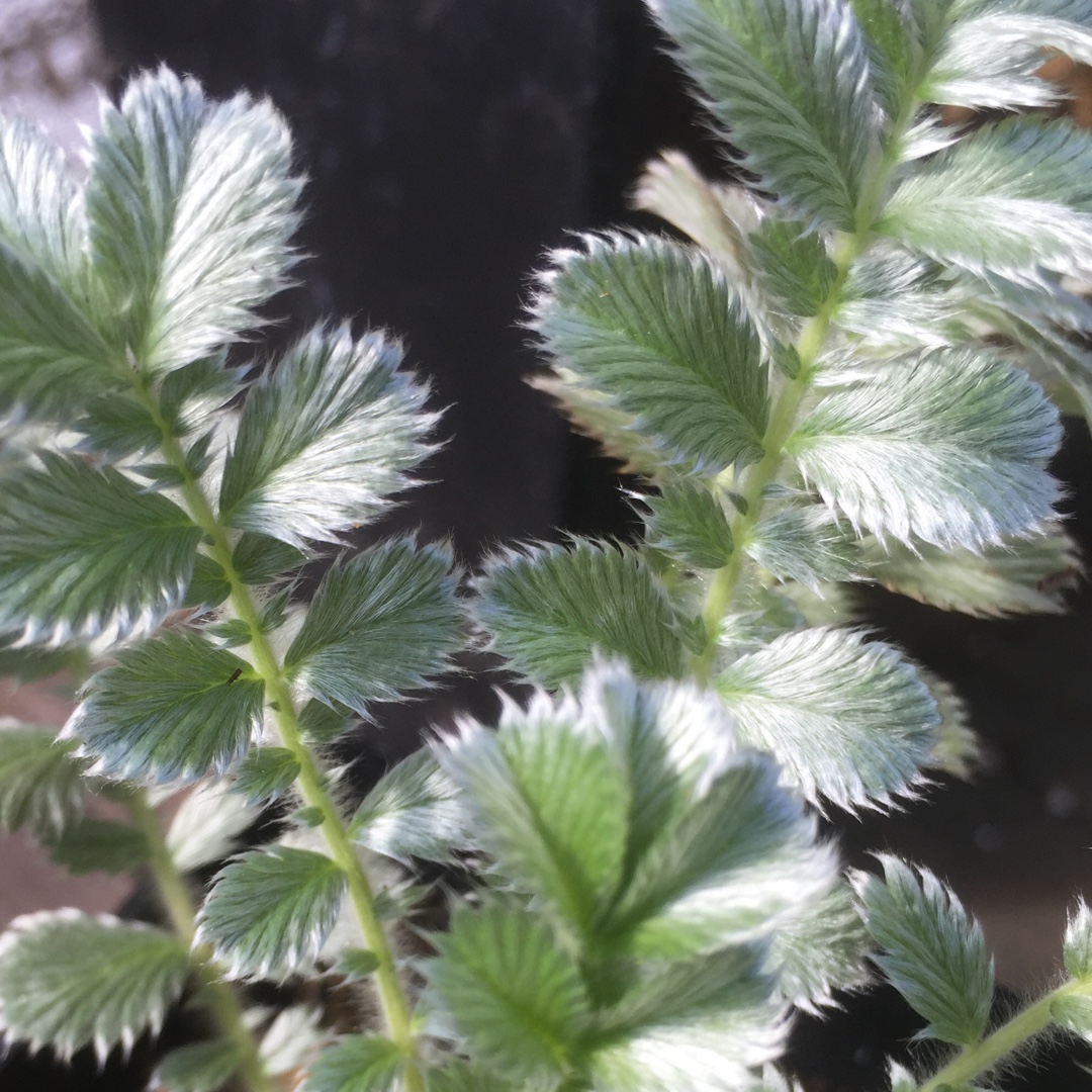 Potentilla gelida in the GardenTags plant encyclopedia