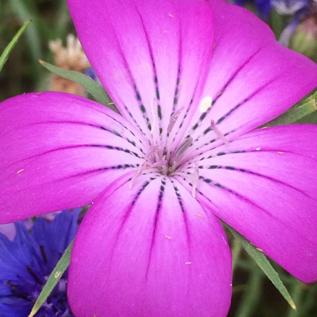 Corncockle Milas in the GardenTags plant encyclopedia