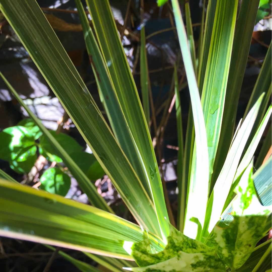 Cabbage Palm Torbay Dazzler in the GardenTags plant encyclopedia