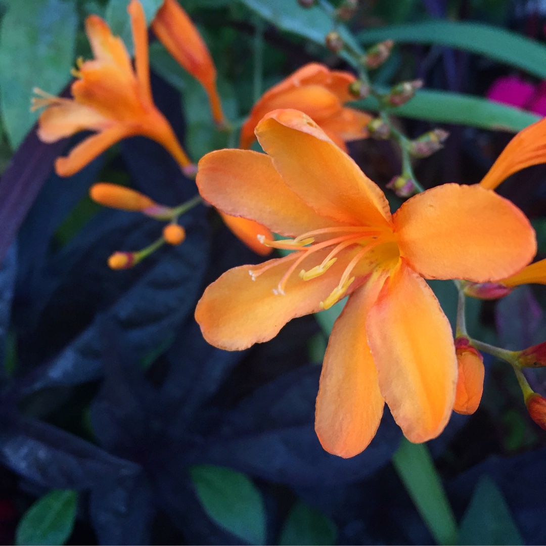 Montbretia Gold Rush in the GardenTags plant encyclopedia