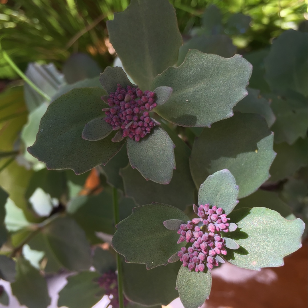 Stonecrop Red Canyon in the GardenTags plant encyclopedia