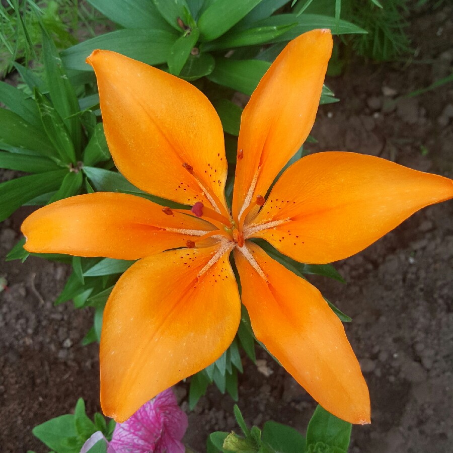 Lily Bright Joy (Asiatic) in the GardenTags plant encyclopedia