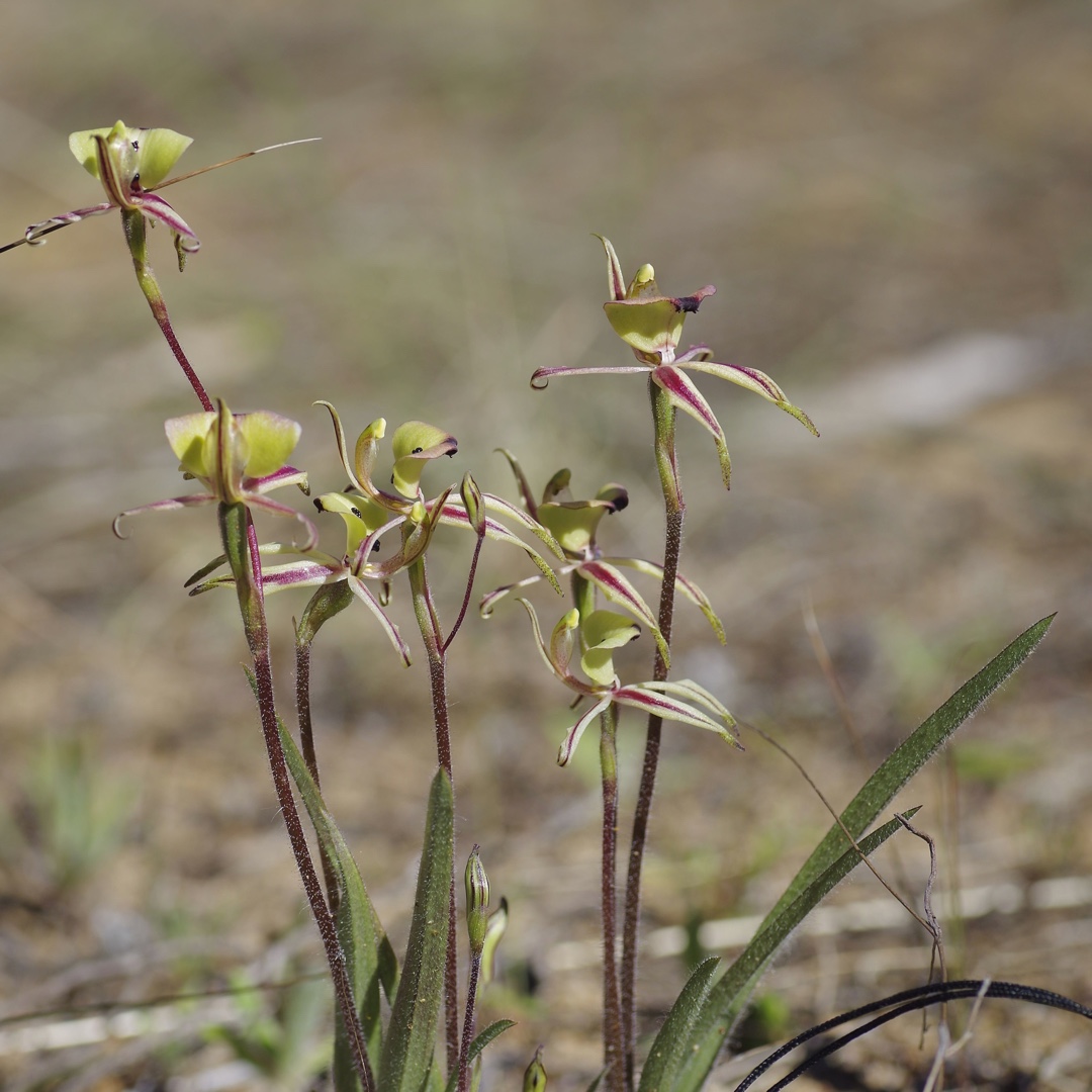 Ant Orchid in the GardenTags plant encyclopedia