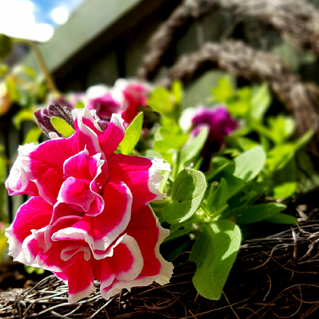 Petunia Frills And Spills Anna in the GardenTags plant encyclopedia