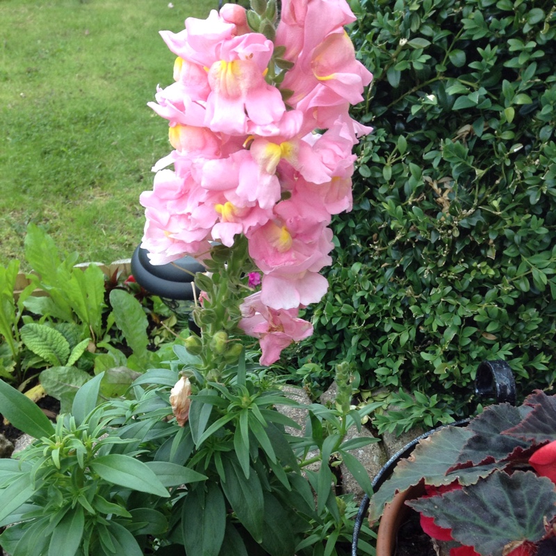 Snapdragon Peaches And Cream in the GardenTags plant encyclopedia