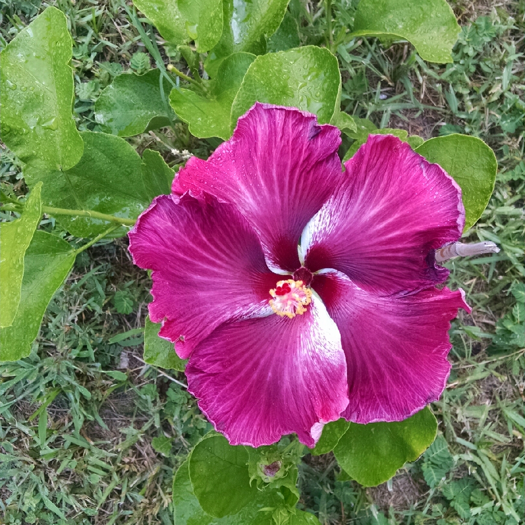 Black Dragon Hibiscus in the GardenTags plant encyclopedia