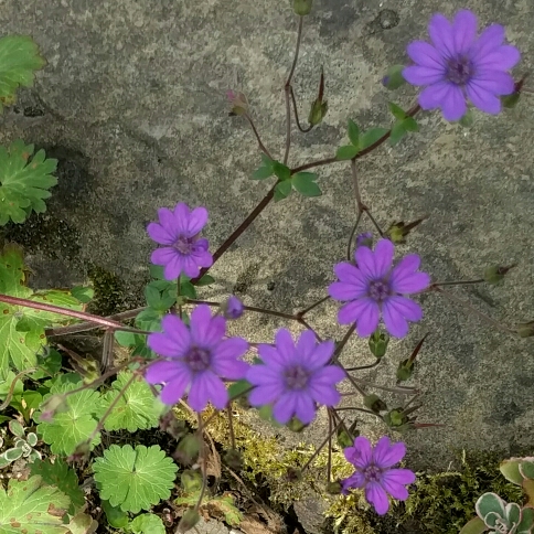 Geranium Bill Wallis in the GardenTags plant encyclopedia