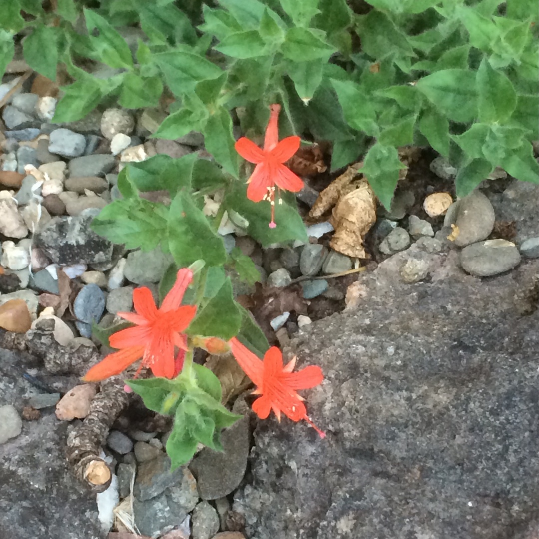 California fuchsia Pumilio in the GardenTags plant encyclopedia