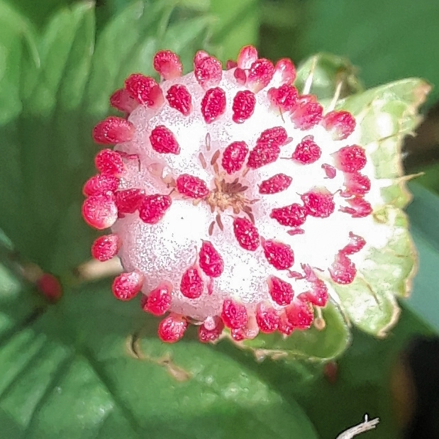 Duchesnea indica in the GardenTags plant encyclopedia