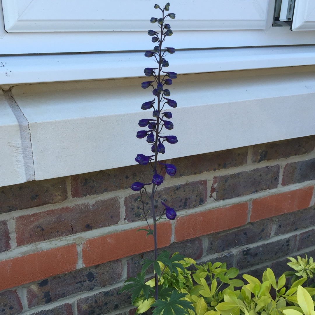 Delphinium Magic Fountains Dark Blue Dark Bee in the GardenTags plant encyclopedia