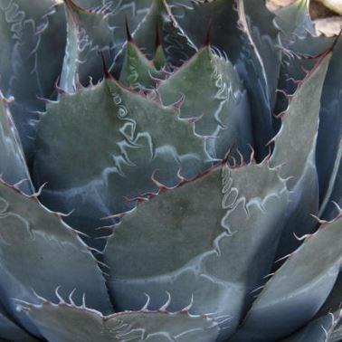 Cabbage Head Agave in the GardenTags plant encyclopedia