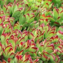 Crassula in the GardenTags plant encyclopedia