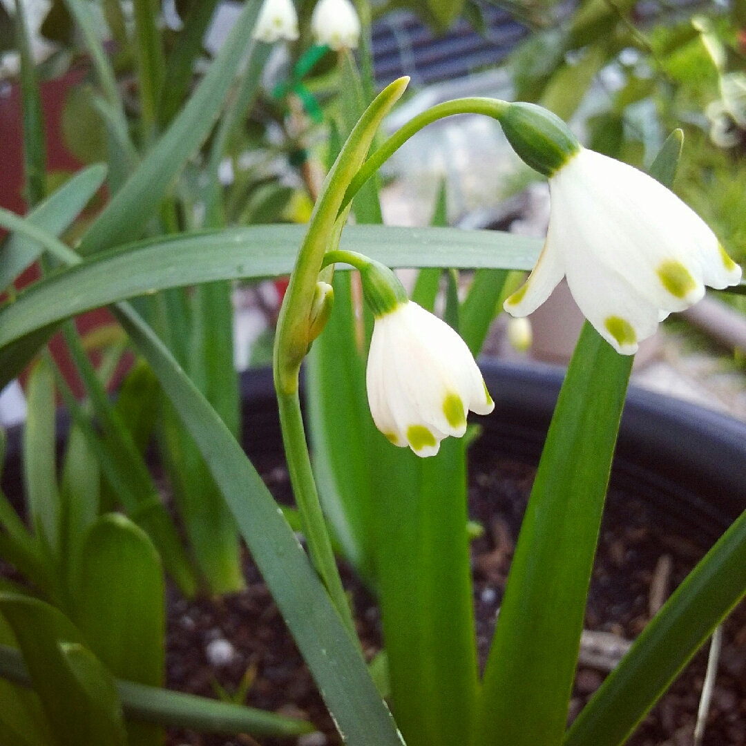 Summer Snowflake in the GardenTags plant encyclopedia