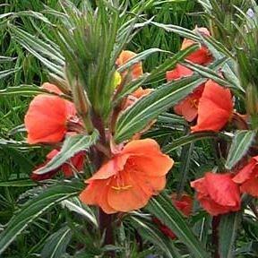 Evening Primrose Sunset Boulevard in the GardenTags plant encyclopedia