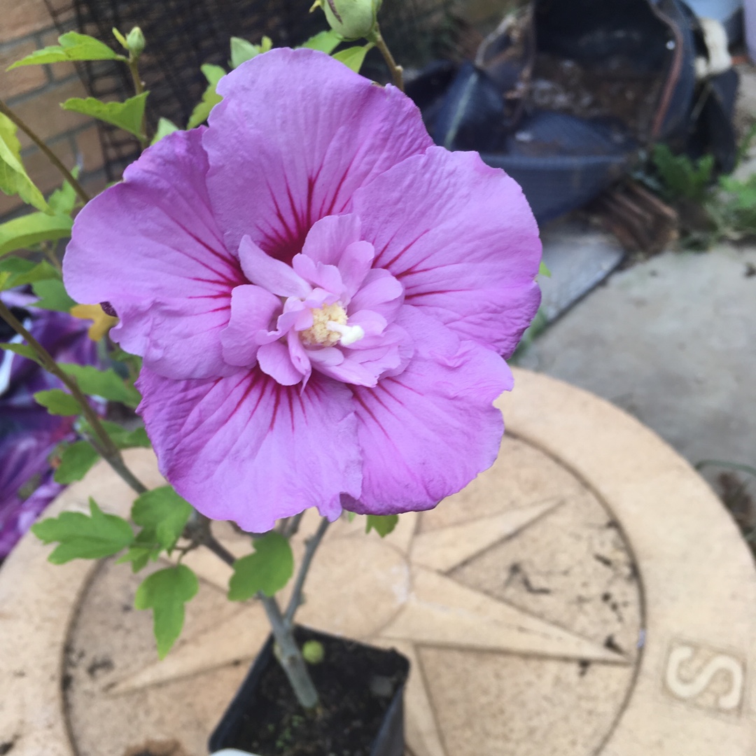 Rose of Sharon Lavender Chiffon in the GardenTags plant encyclopedia