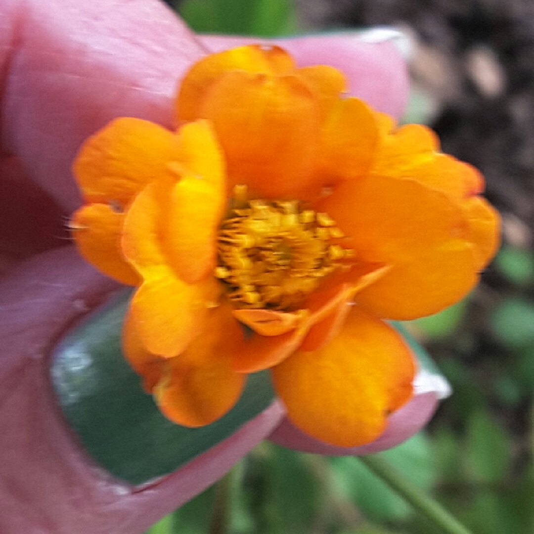 Avens Prinses Juliana Double in the GardenTags plant encyclopedia