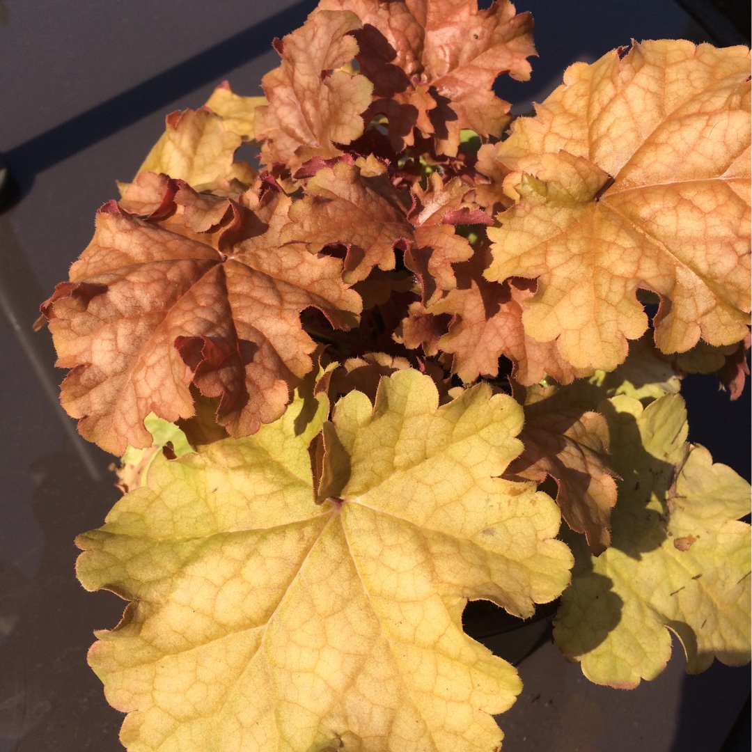 Alumroot Phoebes Blush in the GardenTags plant encyclopedia