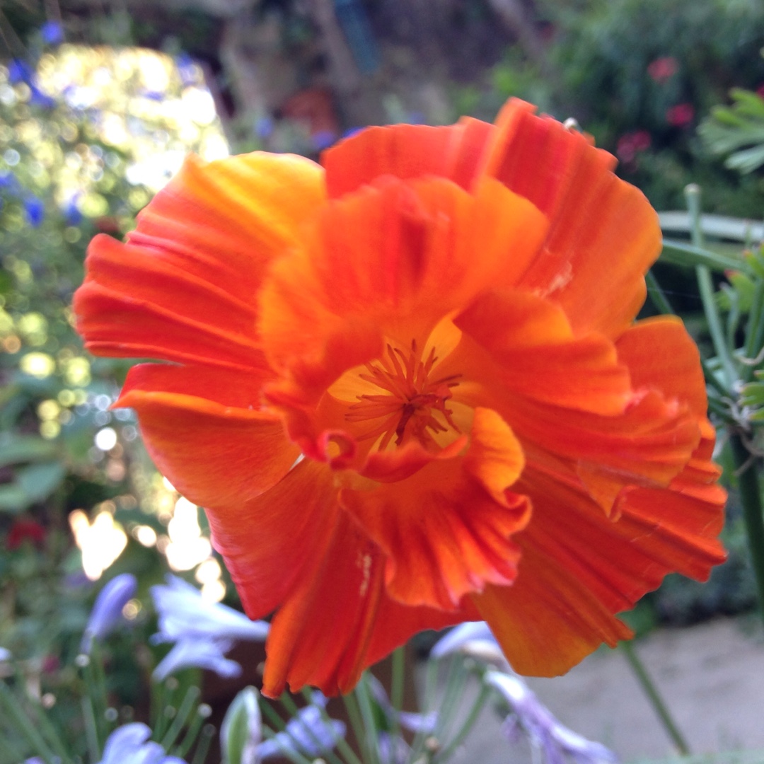 California Poppy Jelly Beans in the GardenTags plant encyclopedia