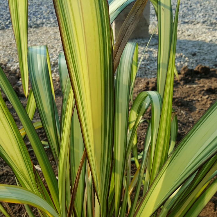 Mountain Flax Cream Delight in the GardenTags plant encyclopedia