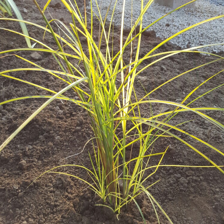 Silver Grass Gracillimus in the GardenTags plant encyclopedia