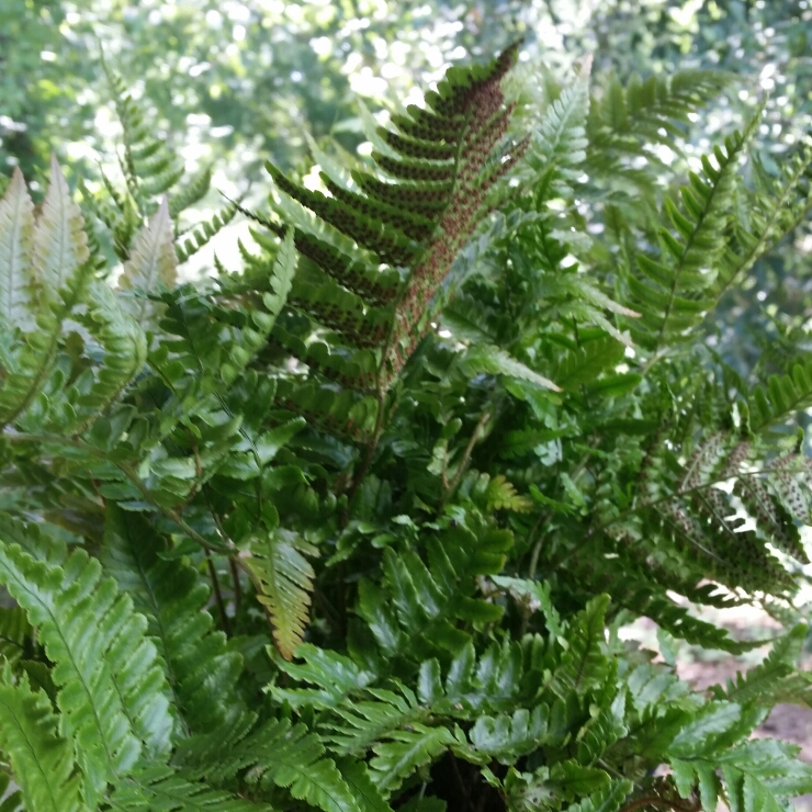 Brilliance Autumn Fern in the GardenTags plant encyclopedia