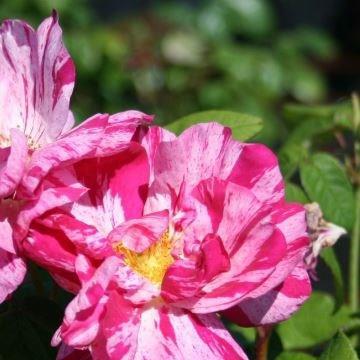 Rose Versicolor in the GardenTags plant encyclopedia