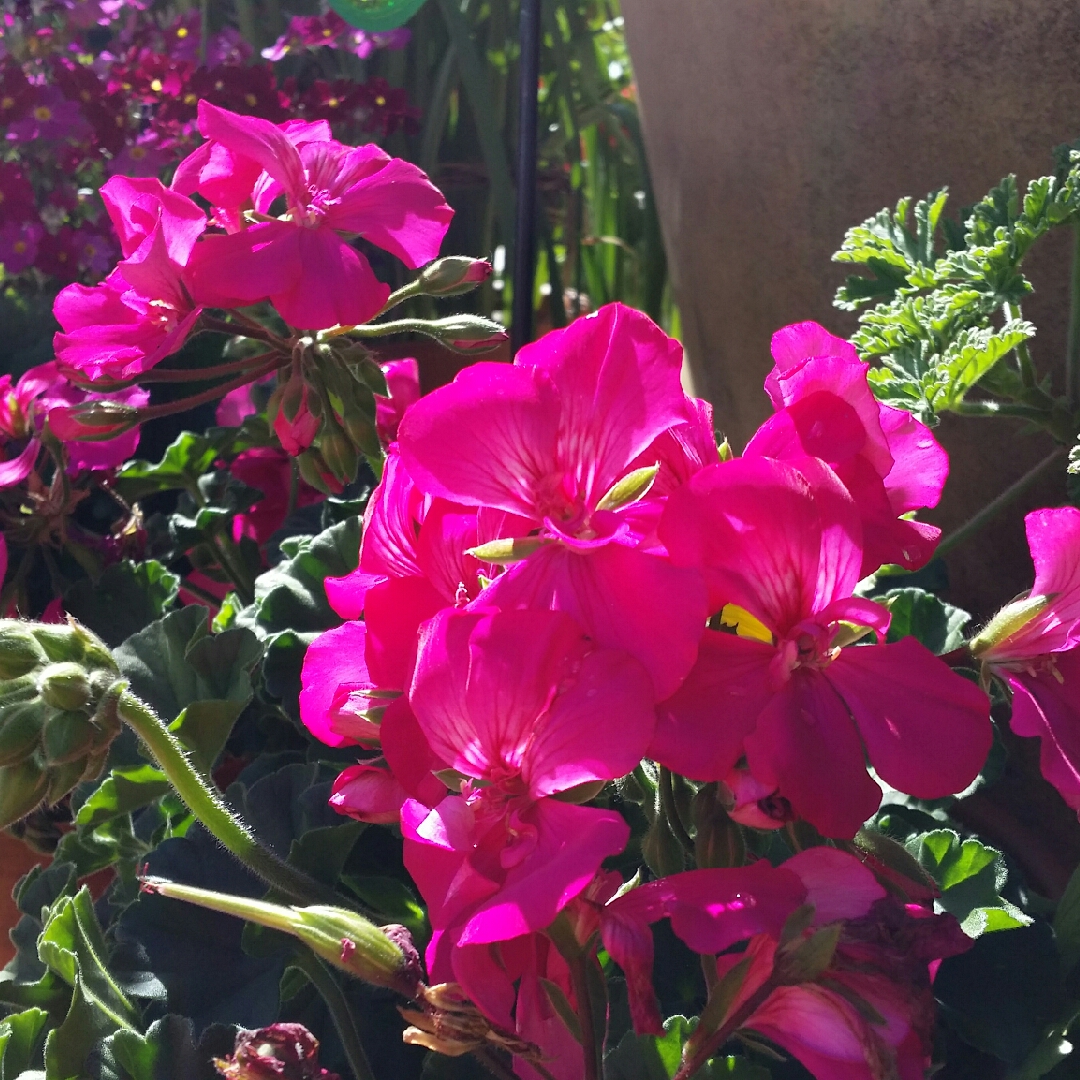 Pelargonium Calliope Big Rose (Interspecific) in the GardenTags plant encyclopedia