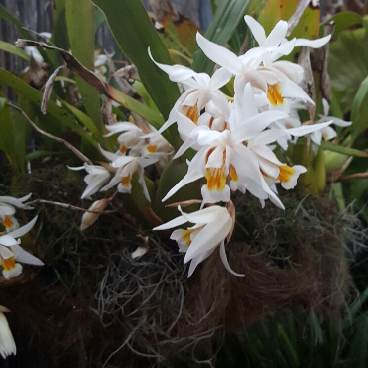 Coelogyne Cristata Orchid in the GardenTags plant encyclopedia