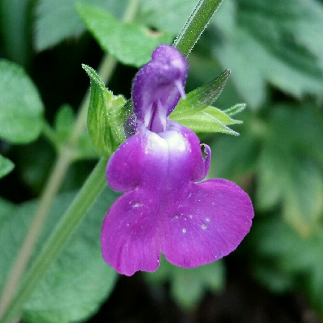 Salvia Christine Yeo in the GardenTags plant encyclopedia